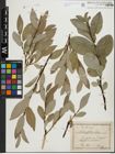 Foto von Salix glabra Scop.